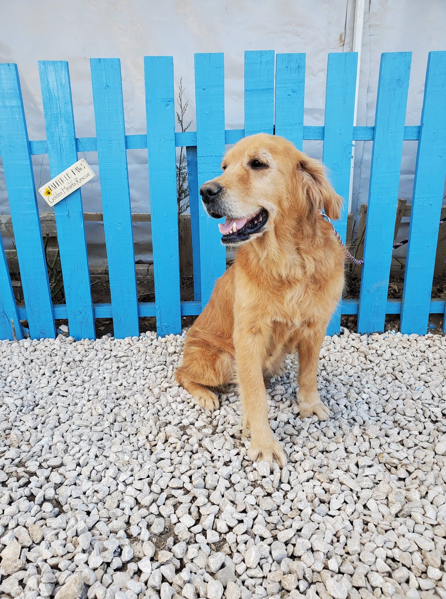 Chelsea (fka Paprika) 